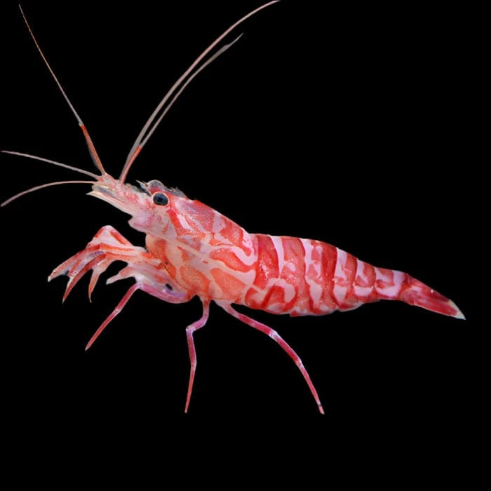 Kuekenthal’s Cleaner Shrimp