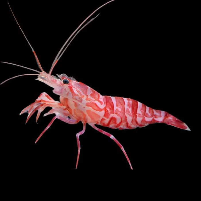 Kuekenthal’s Cleaner Shrimp