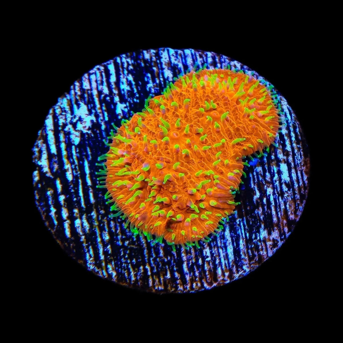Lithophyllon