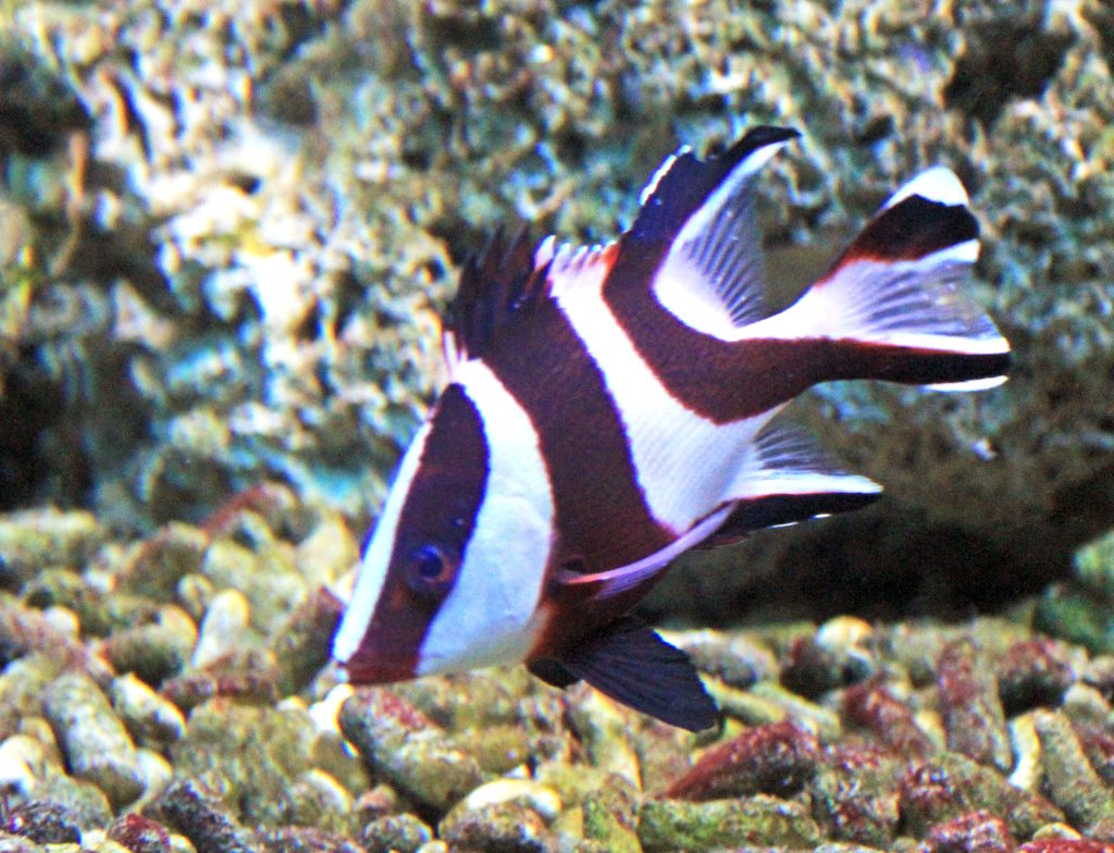 Emperor Red Snapper