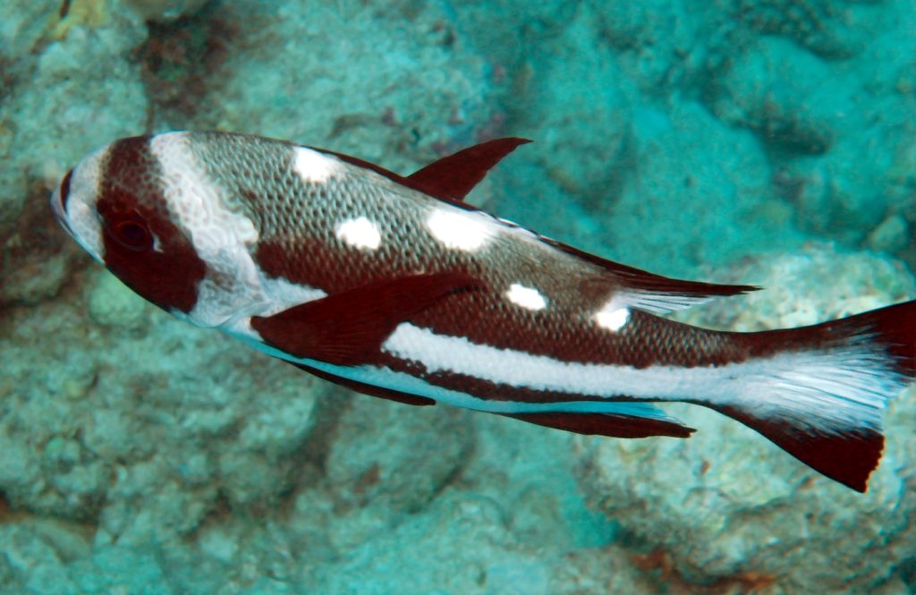 Midnight Snapper