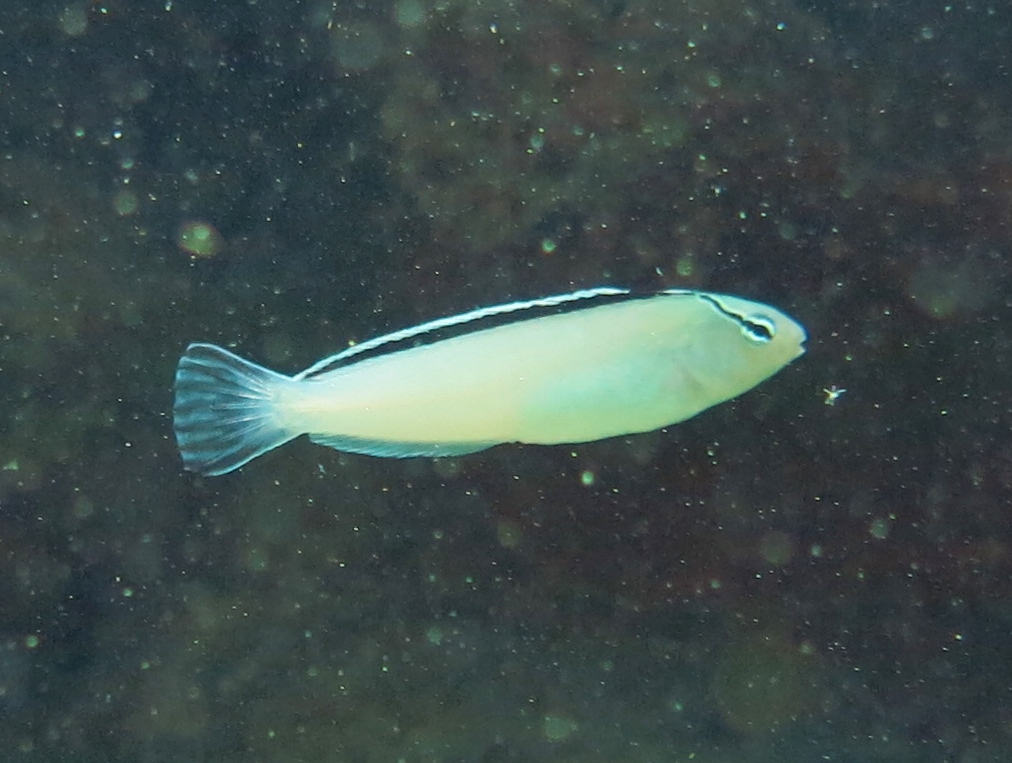 Smith’s Blenny