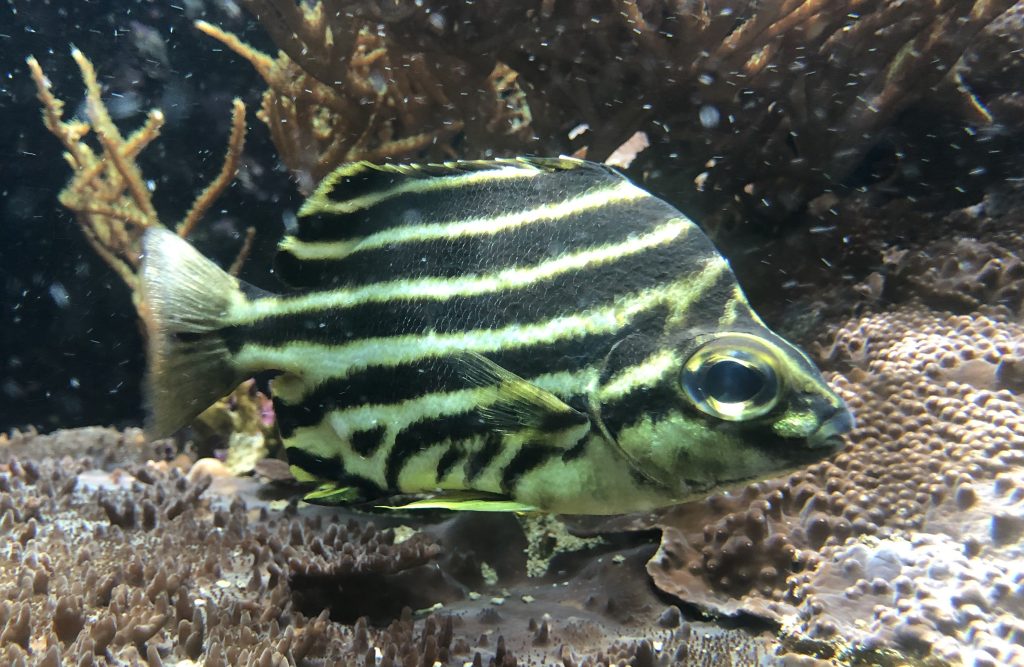 Stripey