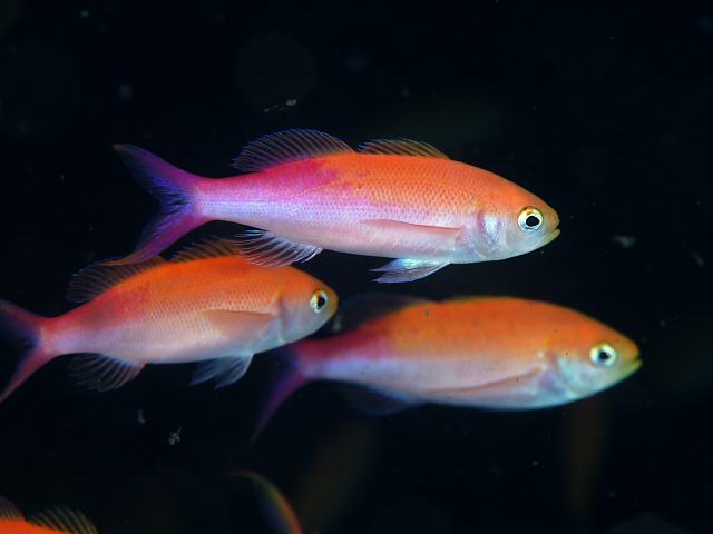Splitfin Anthias