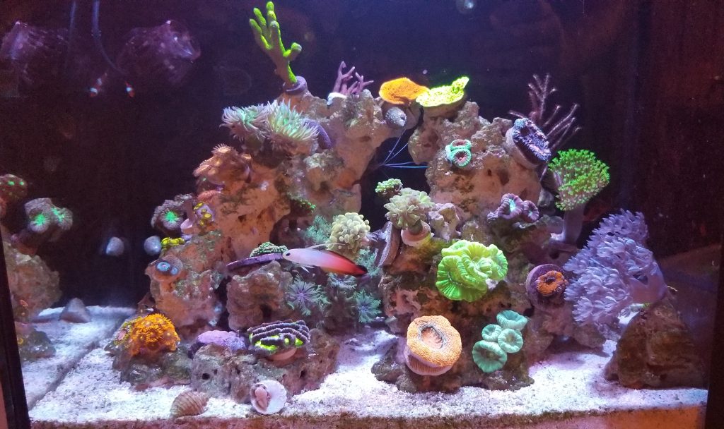 Your First Saltwater Tank: What You Really Need