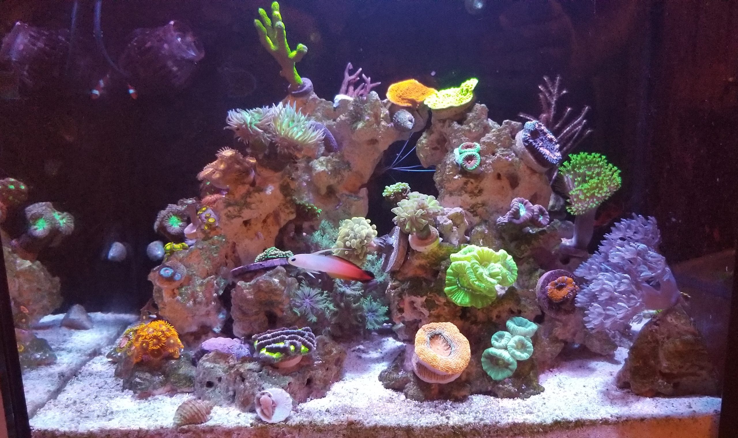 Your First Saltwater Tank: What You Really Need