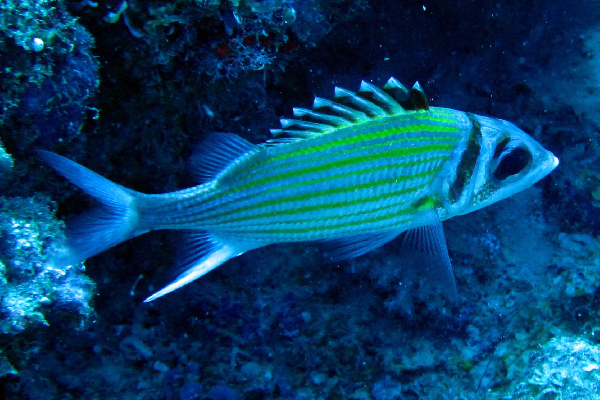 Yellowstriped Squirrelfish