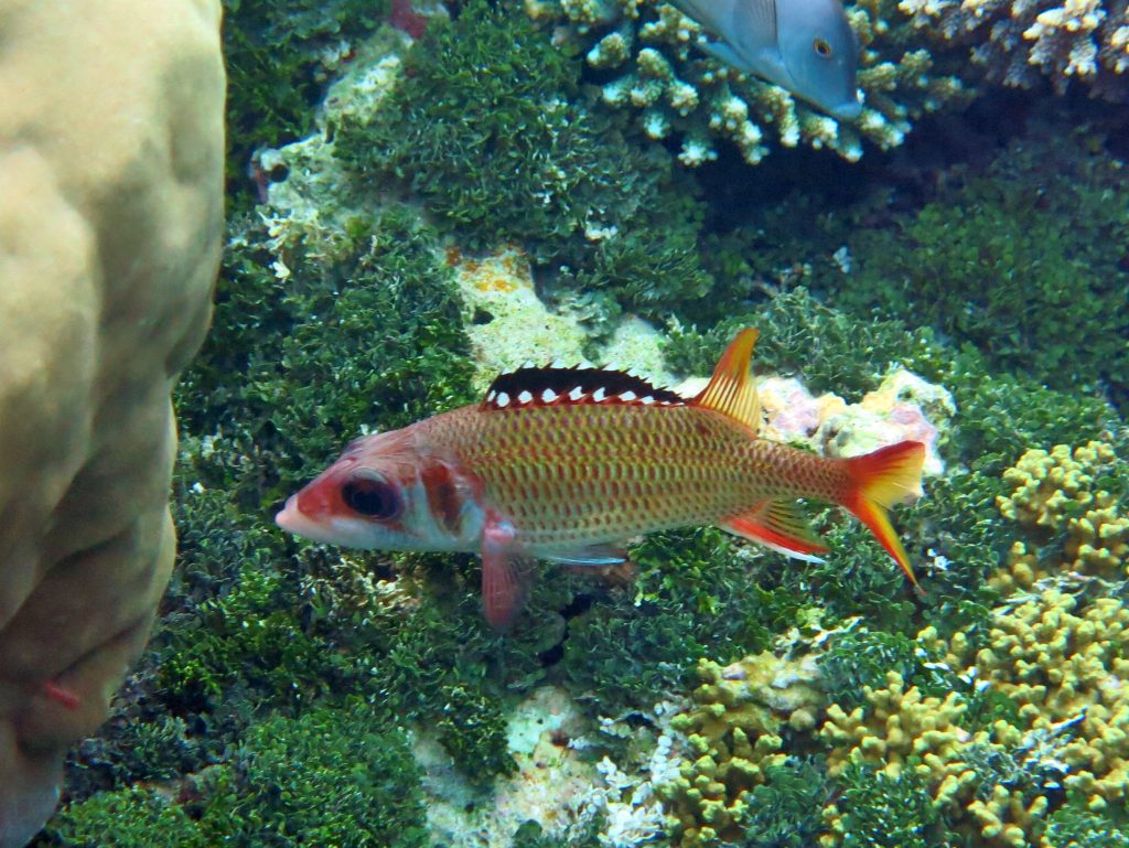 Black Squirrelfish