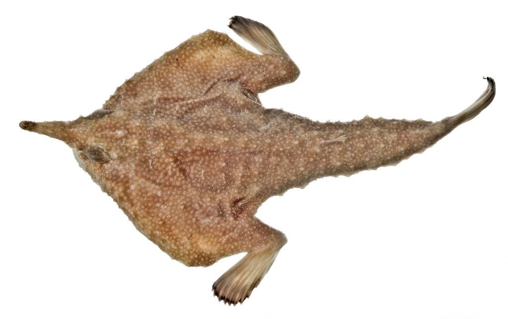Longnose Batfish