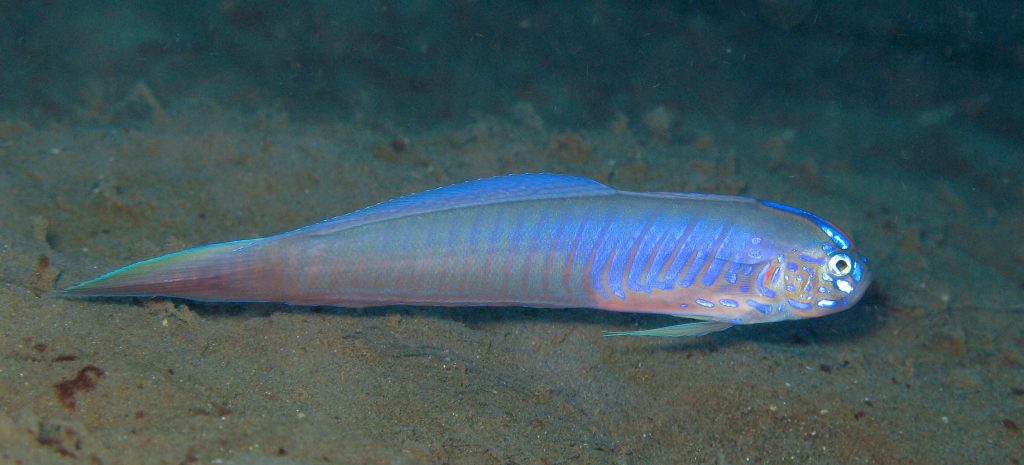 Ribbon Goby