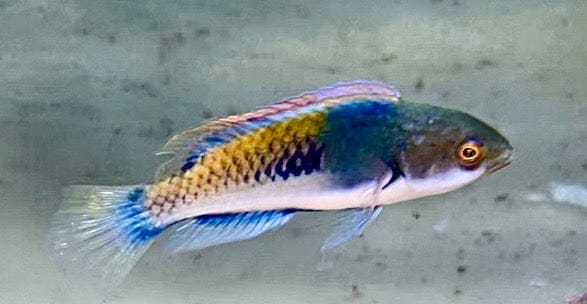 Purple-scale Fairy Wrasse