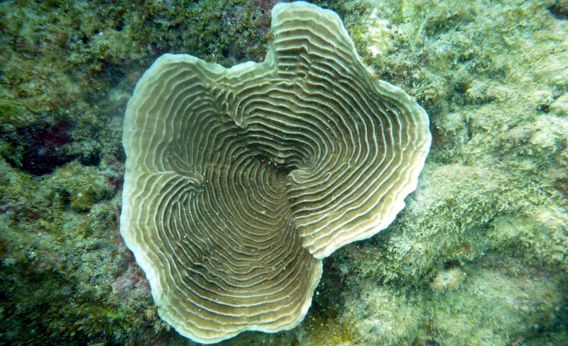 Pachyseris