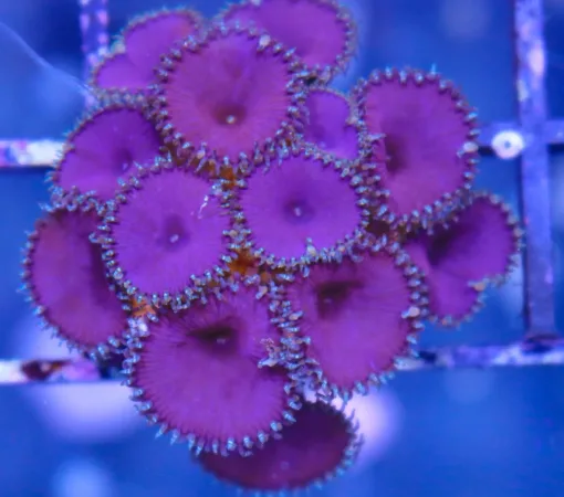 Zoanthids & Palythoas