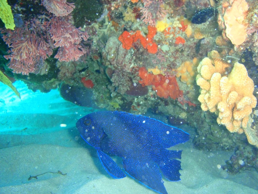 Western Blue Devil