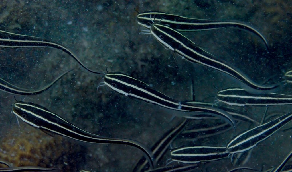 Coral Catfish