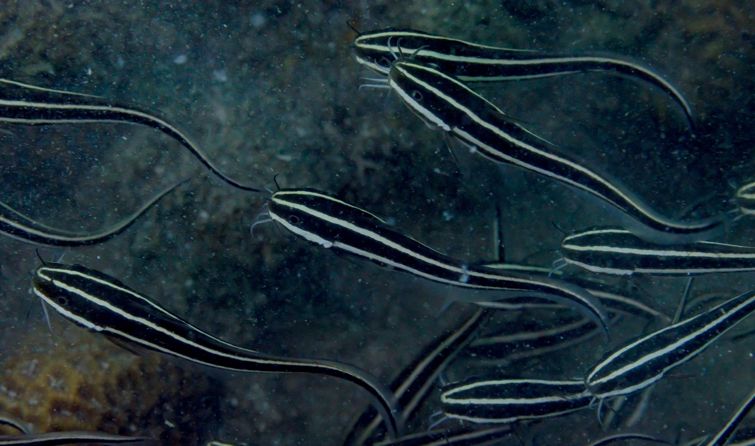 Coral Catfish