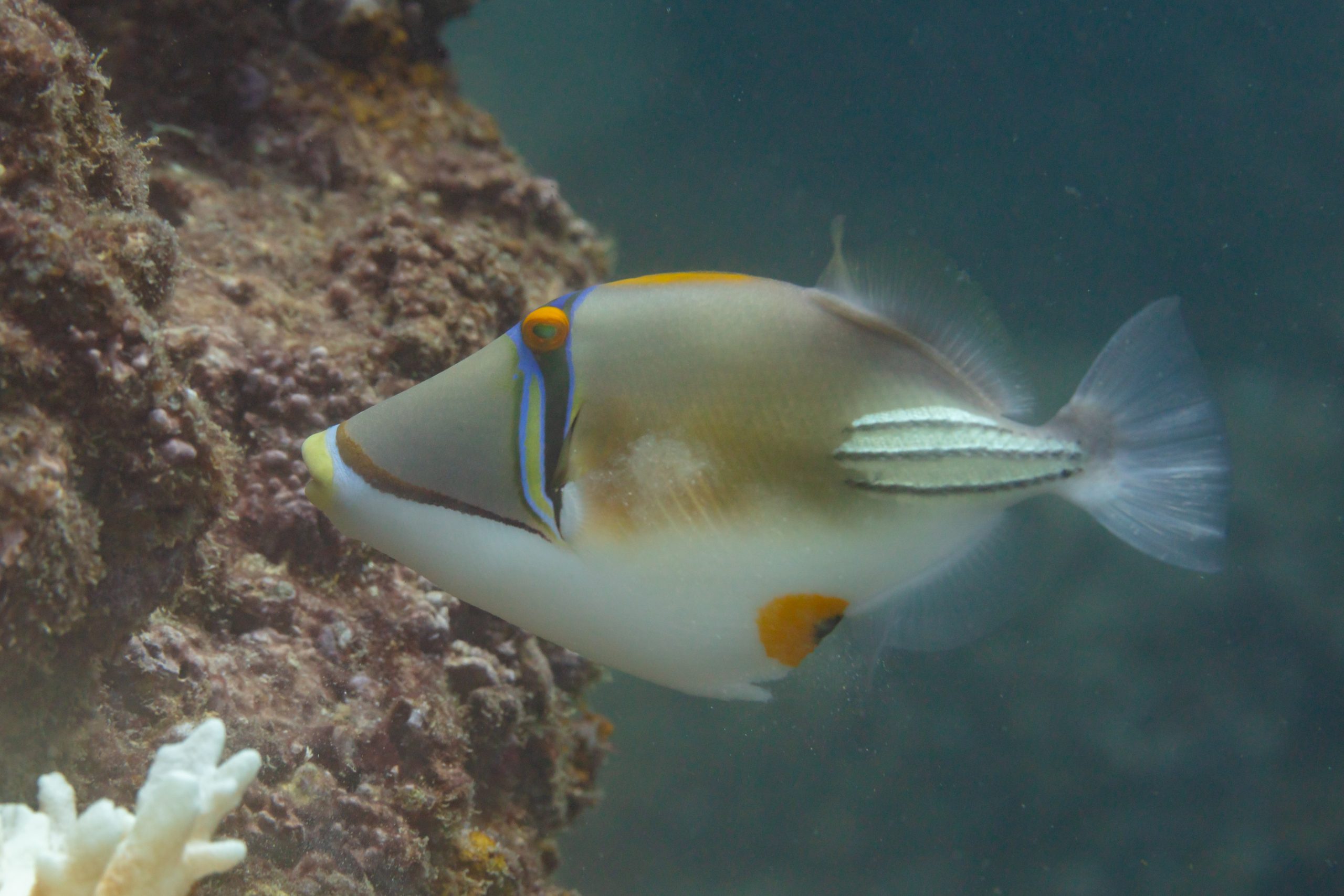 Assasi Triggerfish