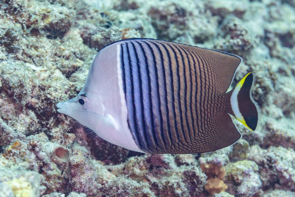 White Faced Butterflyfish