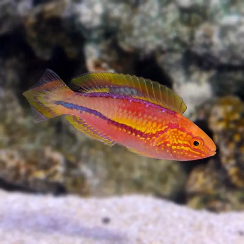 Pintail Fairy Wrasse