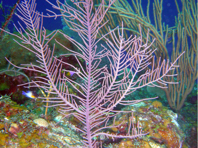 Purple Sea Plume