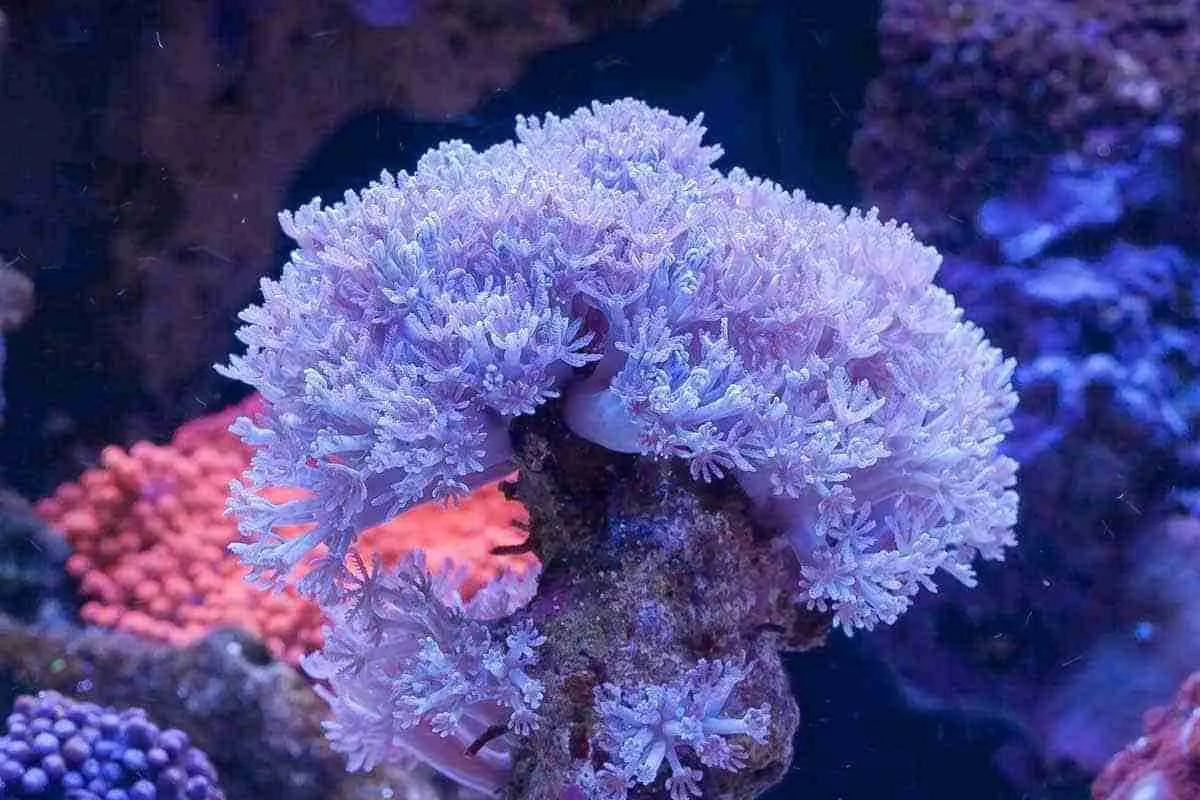 How to Frag Xenia, Kenya Tree and Other Weedy Soft Corals
