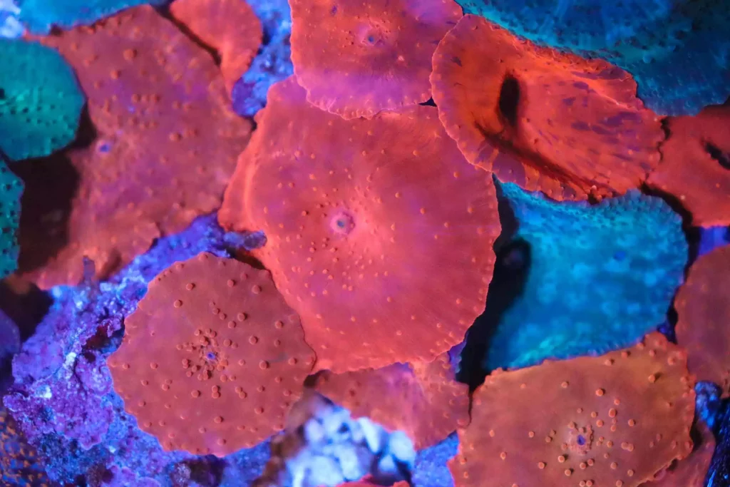 Mushroom Corals