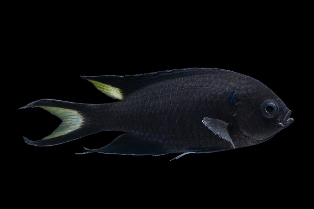 Regal Damsel