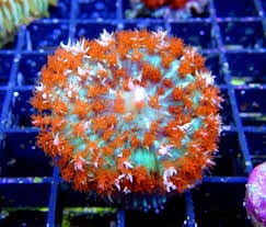 St. Thomas Mushroom