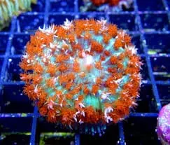 St. Thomas Mushroom