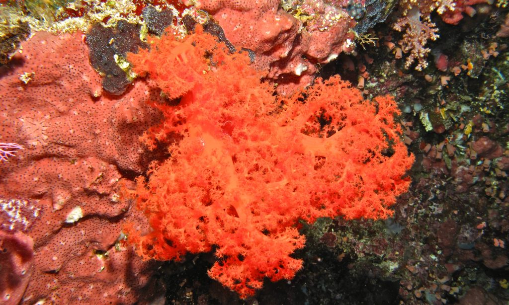 Silk Coral