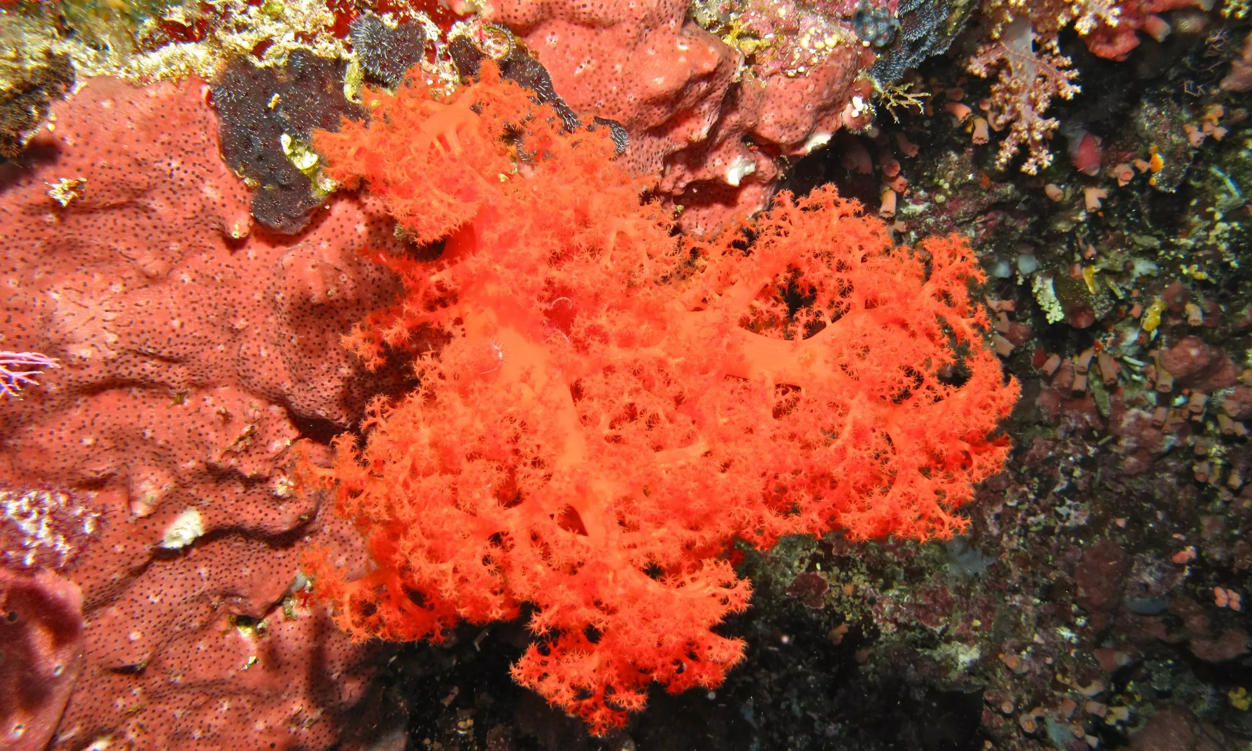 Silk Coral