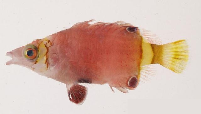 Yellow-Banded Possum Wrasse