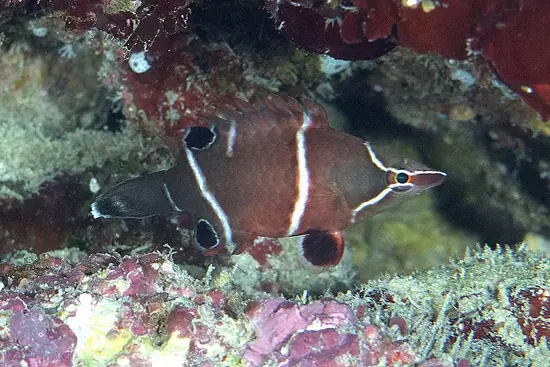 White Banded Possum Wrasse