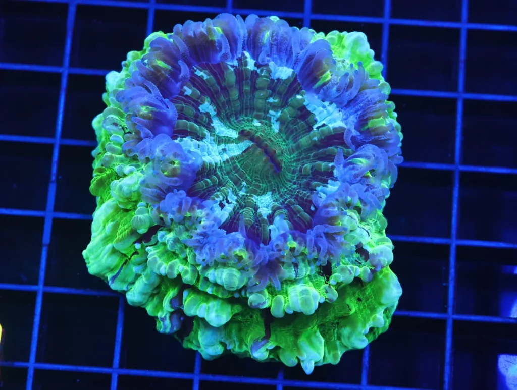 Acanthophyllia