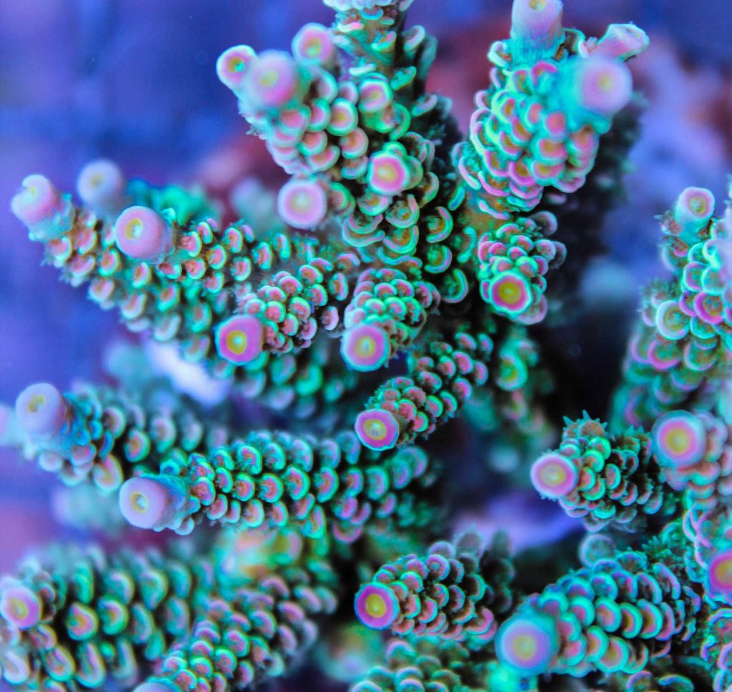 SPS Corals