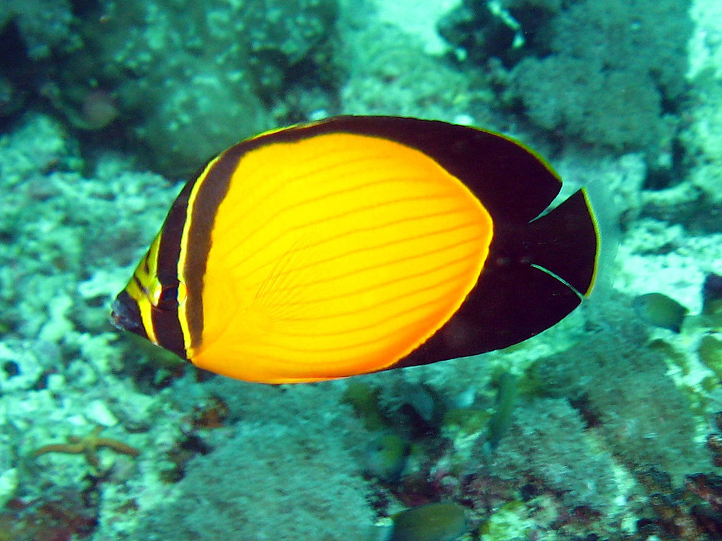 Arabian Butterflyfish