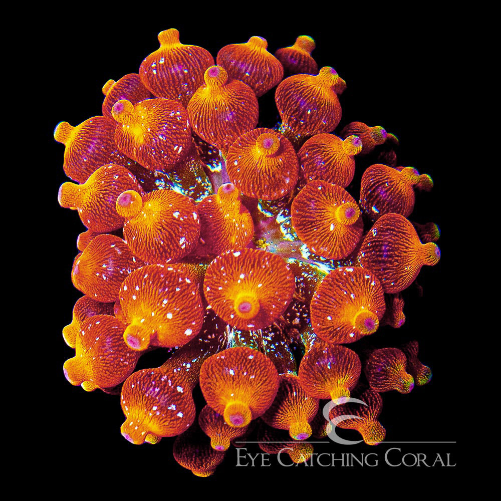 Arizona Sunset Bubble Tip Anemone
