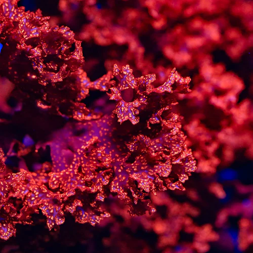 Macroalgae & Plants