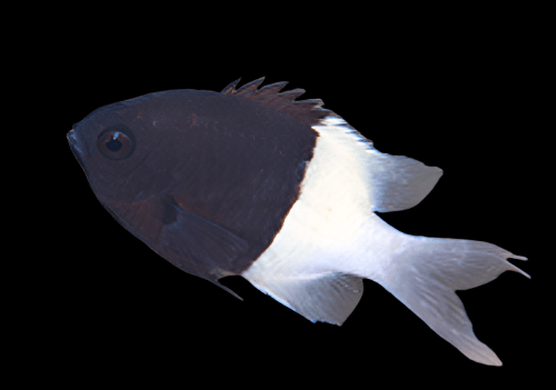 Bicolor Chromis