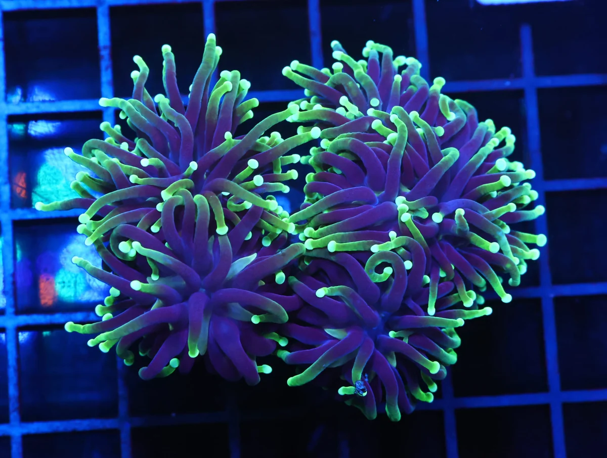 Blacklight