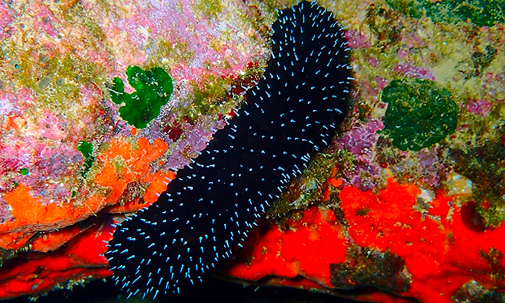 Sea Cucumbers
