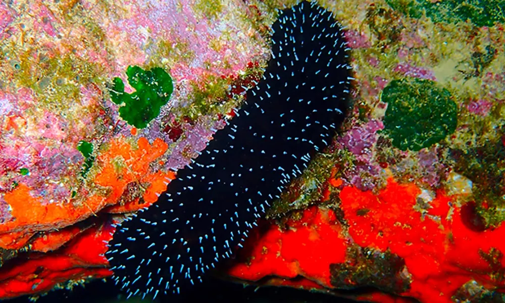 Black Sea Cucumber