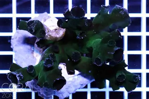 Black Sun Coral