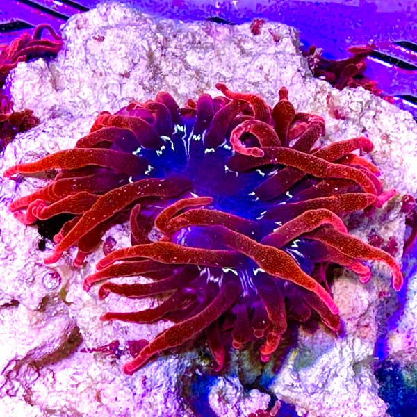 Black Widow Bubble Tip Anemone