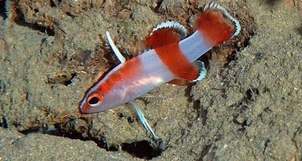 Basslets & Dottybacks