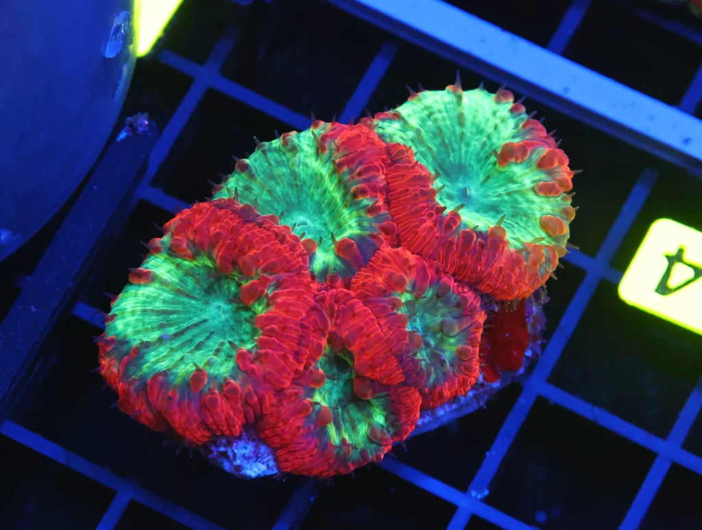 Blastomussa