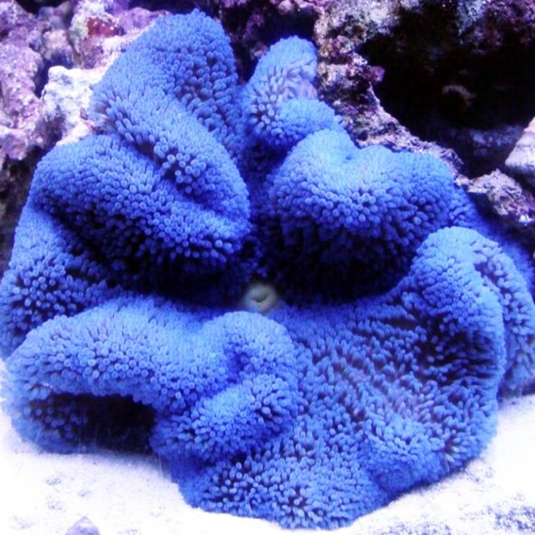 Saddle Carpet Anemone Blue