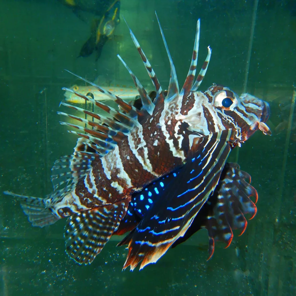 Blue Lionfish