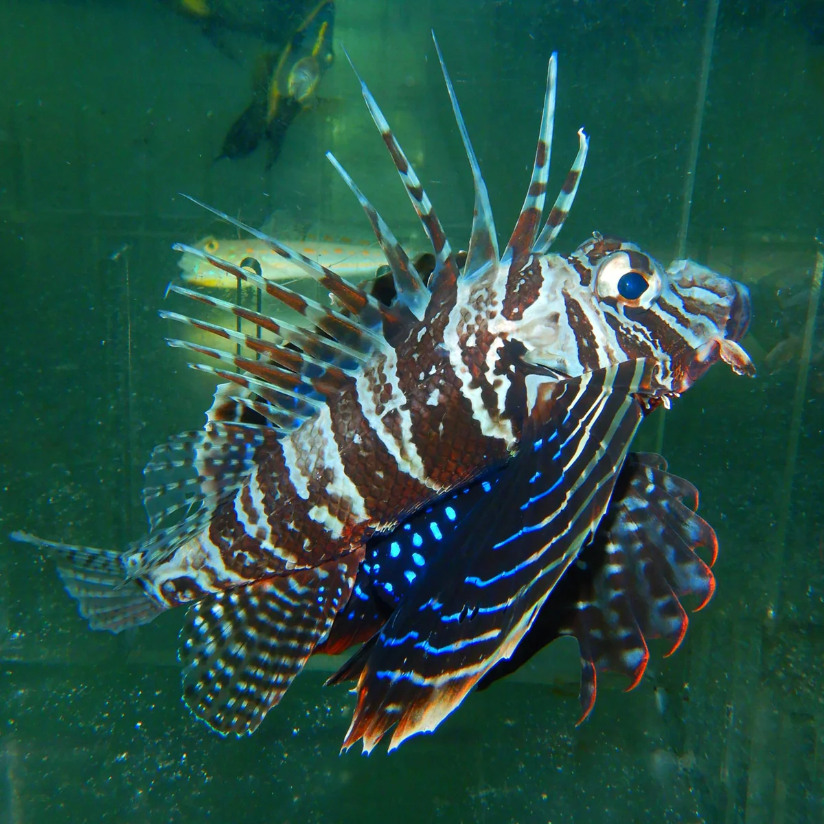 Blue Lionfish