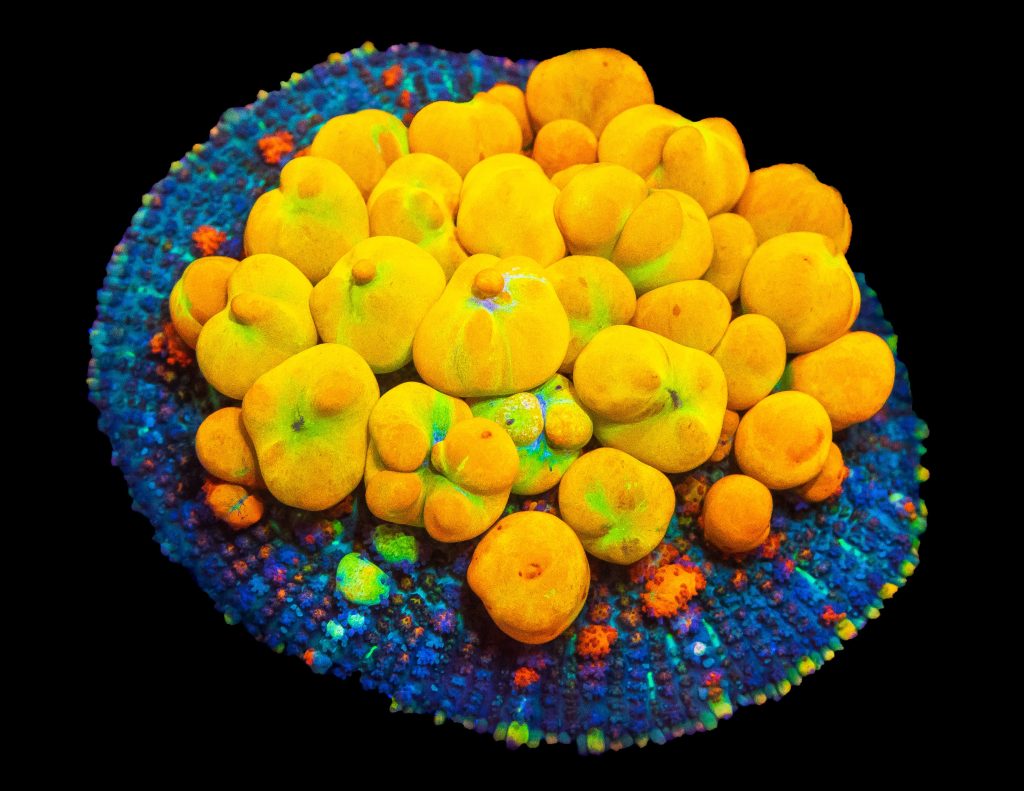 Mushroom Corals